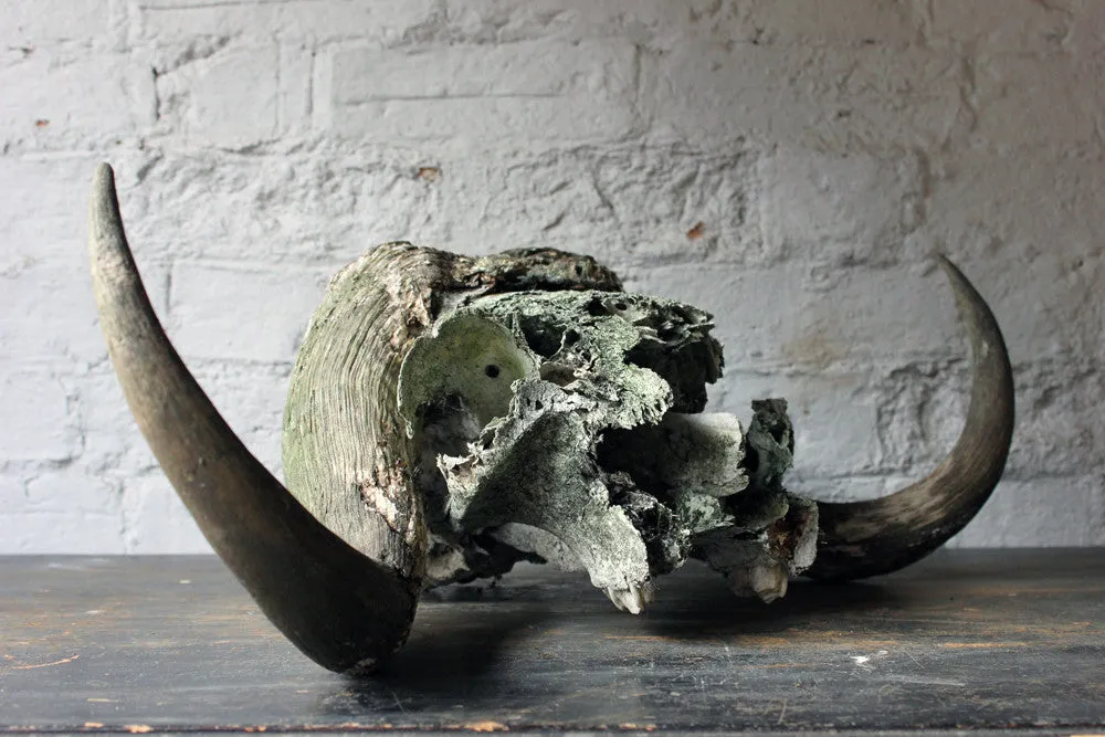 A Good Early 20thC Taxidermy Musk Ox Skull & Horns