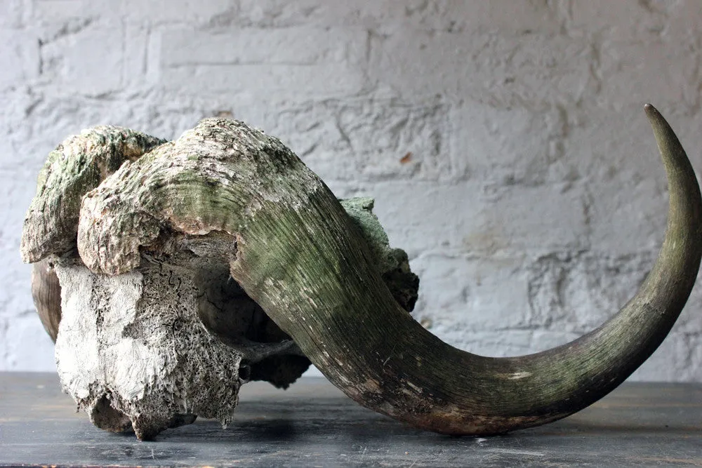 A Good Early 20thC Taxidermy Musk Ox Skull & Horns