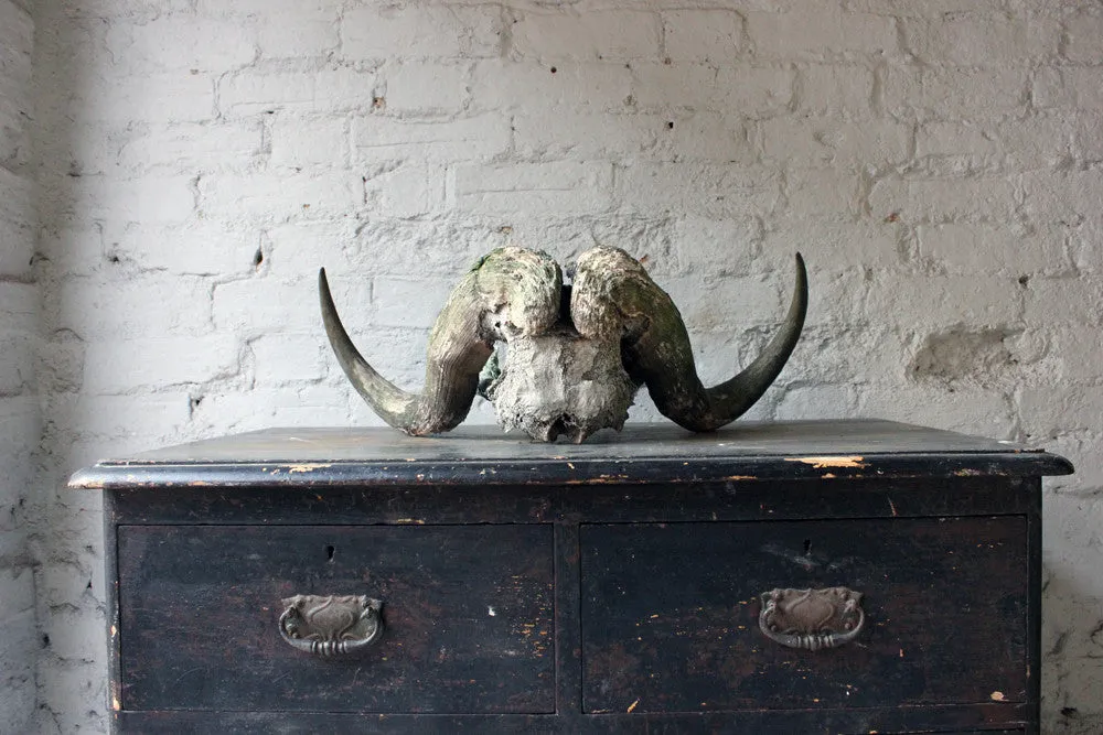 A Good Early 20thC Taxidermy Musk Ox Skull & Horns