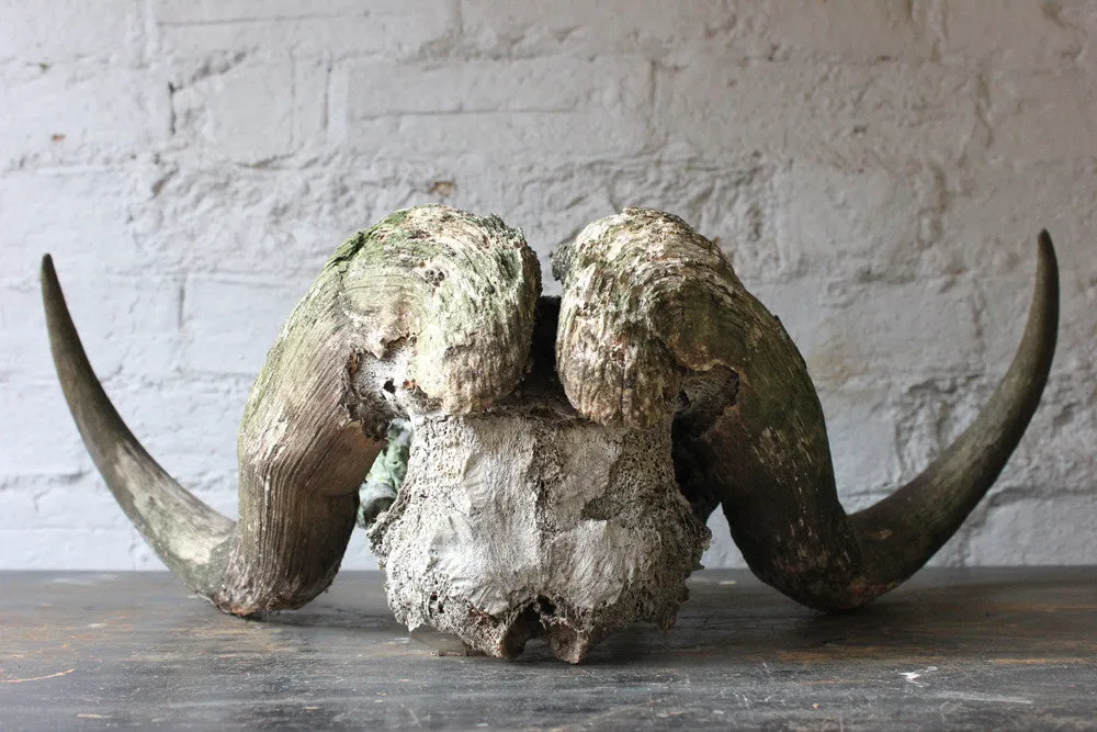 A Good Early 20thC Taxidermy Musk Ox Skull & Horns