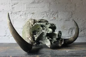 A Good Early 20thC Taxidermy Musk Ox Skull & Horns