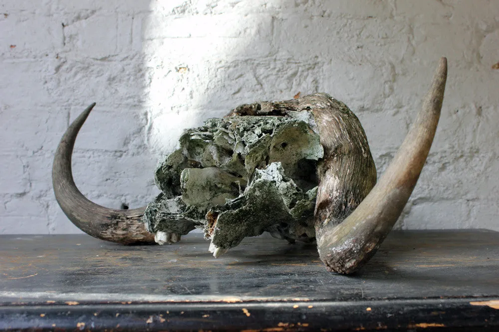 A Good Early 20thC Taxidermy Musk Ox Skull & Horns