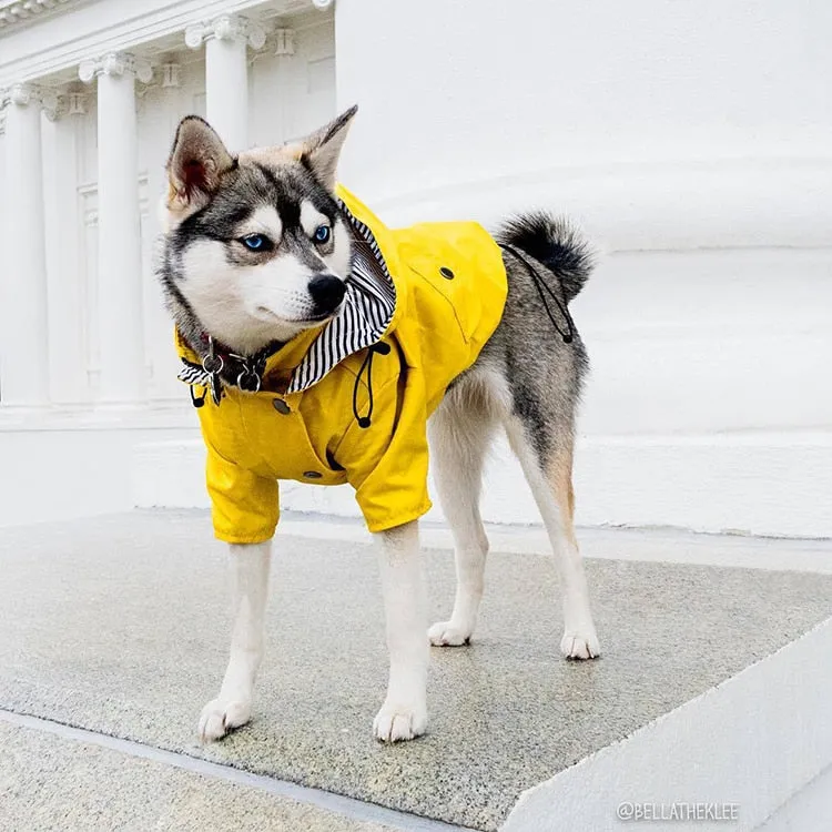 Classic Yellow Raincoat