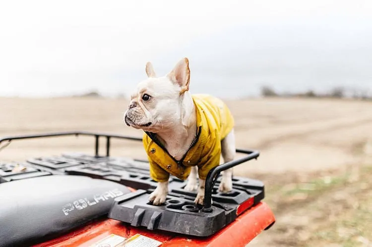 Classic Yellow Raincoat