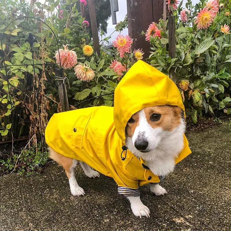 Classic Yellow Raincoat