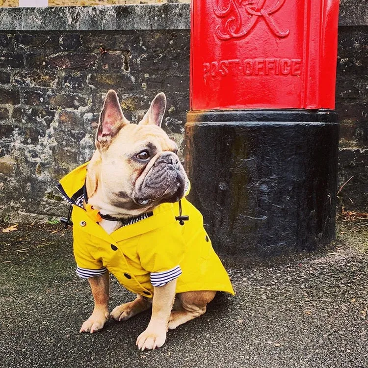 Classic Yellow Raincoat