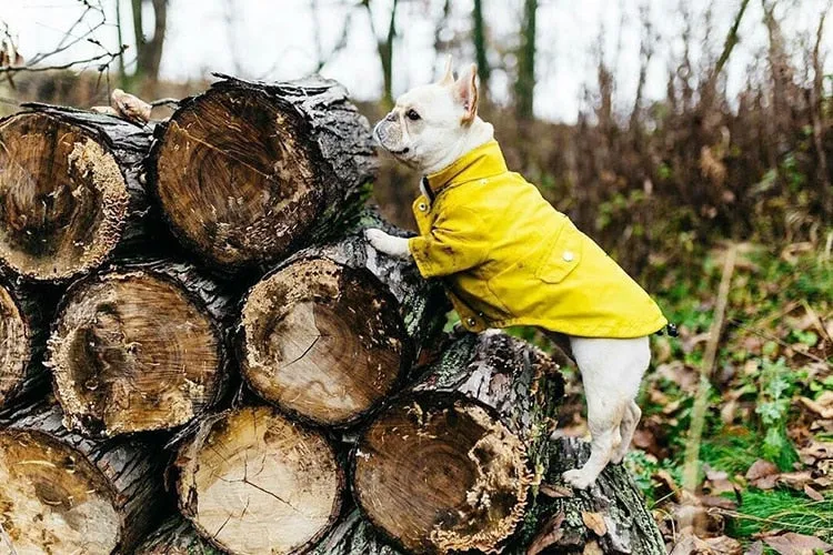 Classic Yellow Raincoat