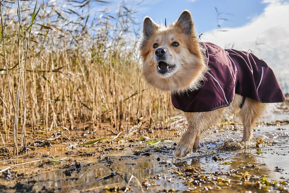 Hurtta Dog Mudventure: Raincoat Eco